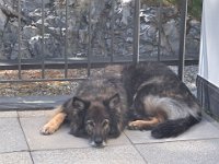 Shani